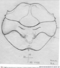 Historische Skizze/Zeichnung von Cycloprosopon cf. octonarium (Schweitzer & Feldmann, 2010) (NHMW-AFW-GEO-BACHMAYER-FOTO-1990-0041-1455)